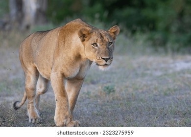Lioness ready for evening hunt in natural African bush land habitat