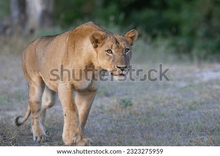 Lioness ready for evening hunt in natural African bush land habitat