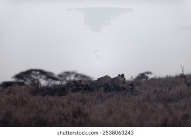 A lioness relaxing on a big fallen tree trunk on the grassland in Lewa Wildlife Conservancy, Kenya - Powered by Shutterstock