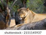 Lioness relaxing in the sun