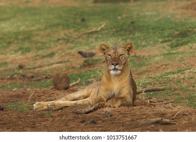 lioness resting 
