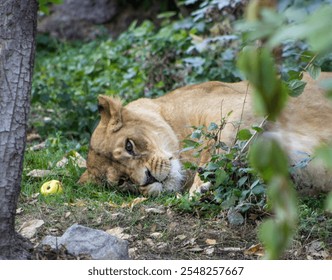 Lioness resting in African Savanna - Powered by Shutterstock