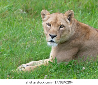 Lioness resting in the grass looking at camera