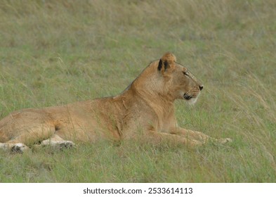 A lioness resting in the grasslands of a savannah, showcasing the natural habitat and behavior of wild lions. - Powered by Shutterstock