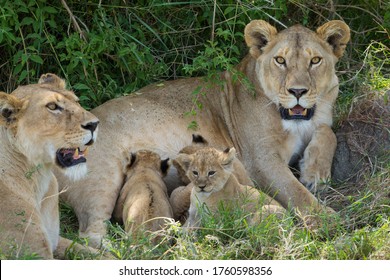 Lioness ruht sich in grünem Busch mit ihren winzigen, neugeborenen Löwenknochen in Serengeti Tansania auf