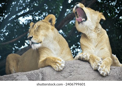 The lioness resting, lying on a rock in a Safari in Puebla - Powered by Shutterstock