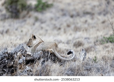 A lioness resting on a big fallen tree trunk on the grassland in Lewa Wildlife Conservancy, Kenya - Powered by Shutterstock