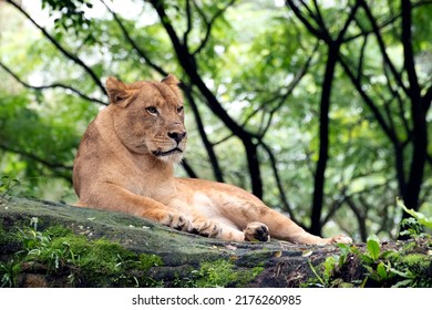 Lioness Resting On A Big Rock