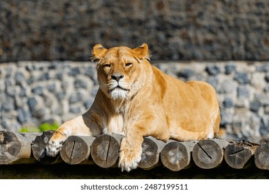 Lioness Resting on Wooden Platform - Powered by Shutterstock