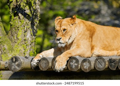 Lioness Resting on Wooden Platform - Powered by Shutterstock