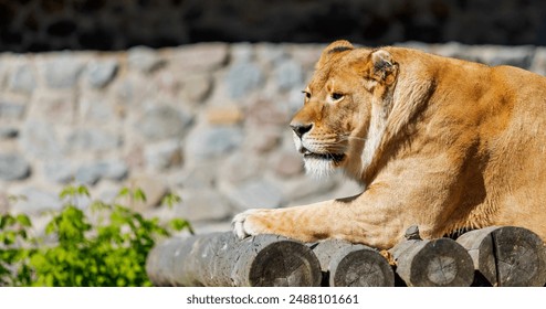 Lioness Resting on Wooden Platform - Powered by Shutterstock