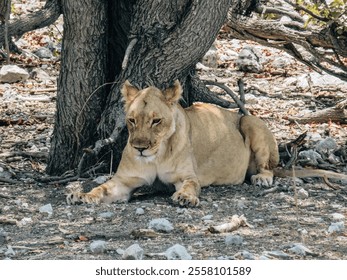 Lioness resting in shade under a tree on rocky terrain in African savanna. Wildlife photography showcasing predator in natural habitat - Powered by Shutterstock