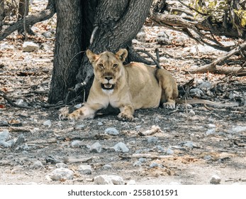 Lioness resting in shade under a tree on rocky terrain in African savanna. Wildlife photography showcasing predator in natural habitat - Powered by Shutterstock