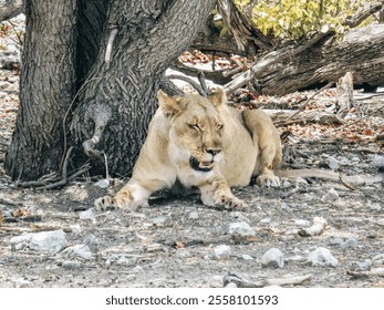 Lioness resting in shade under a tree on rocky terrain in African savanna. Wildlife photography showcasing predator in natural habitat - Powered by Shutterstock