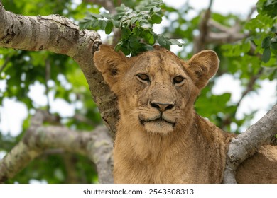 Lioness resting in a tree after a night of hunting - Powered by Shutterstock