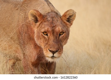 Lioness Returning From Hunt In Namibia