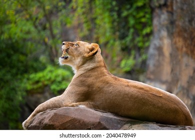 The Lioness Roar, Female Lion (Panthera Leo) Lying On The Rock.