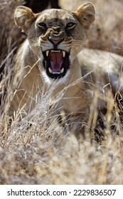 A lioness roaring in the grass looking sharp at the camera in Lewa Conservancy, Kenya