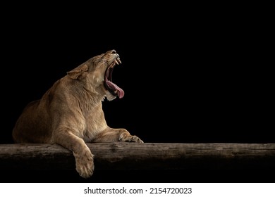 Lioness Roaring. Portrait Of Angry Lion.