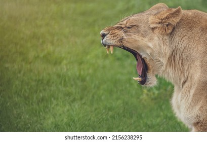 Lioness Roaring. Portrait Of Angry Lion.