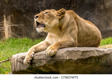 Lioness roaring while lying down
