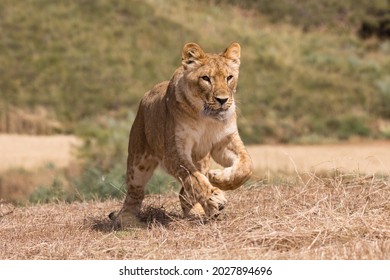 Lioness Running On A Dry Field