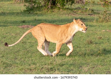 A Lioness Running On Green Grass