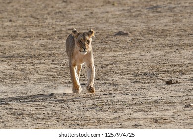 Lioness Running In To A Watering Hole
 