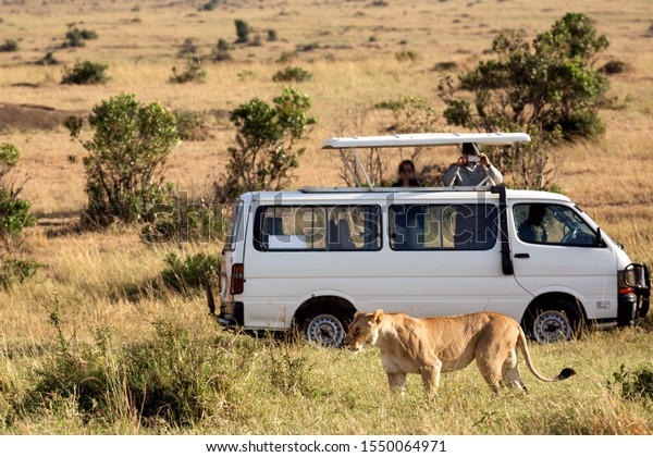 Lioness with\
safari car in the Masai Mara national park, Kenya. Animal wildlife.\
Safari concept. Vacation in\
Africa
