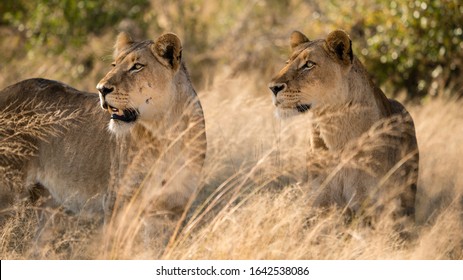 Lioness in the savannah of South Africa looking for prey. 