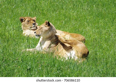 Lioness scratching