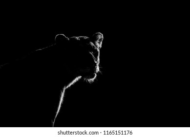 Lioness Silhouette At Night