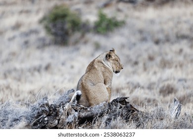 A lioness sitting on a big fallen tree trunk on the grassland in Lewa Wildlife Conservancy, Kenya - Powered by Shutterstock