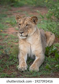 A lioness sitting on lookout