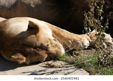 Lioness Sleeping Grass Zoo - A female lion rests on the ground in a zoo enclosure, surrounded by grass. - Powered by Shutterstock