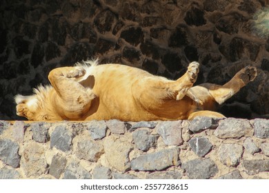 Lioness sleeping on her back. The animal is basking in the sun. Lion sleeping. - Powered by Shutterstock