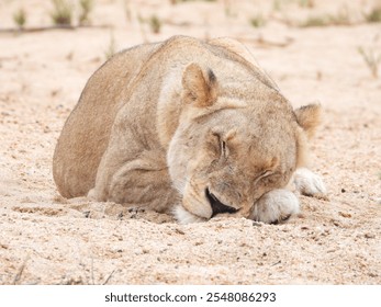 Lioness sleeping in South Africa - Powered by Shutterstock