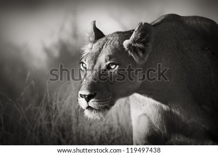 Lioness stalking - Kalahari desert (Artistic processing)