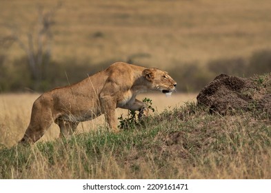 A Lioness Stalking A Zebra, Masai Mara, Kenya