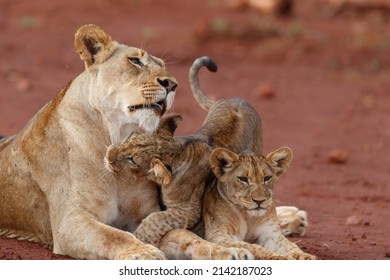 Lioness staying together with her playful cub in a Game Reserve near the city of Mkuze in South Africa