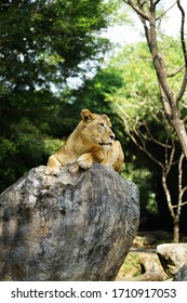 Lioness Sunbathing On A Rock.