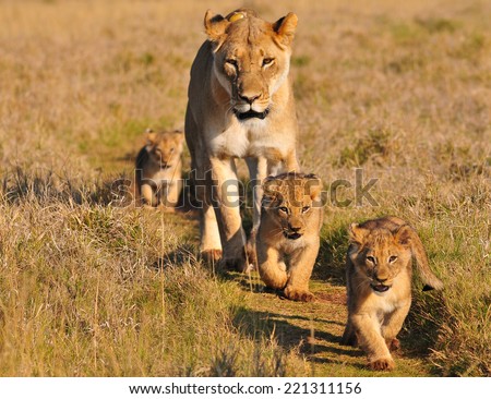 Lioness and three cubs walking on a path  