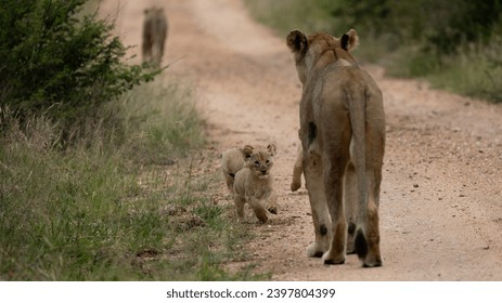 a lioness with tiny cubs on the road