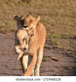 Lioness transporting cub to safety in Maasai Mara, Kenya - Shutterstock ID 1719468118