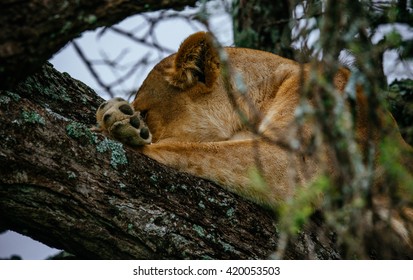 lioness in the tree