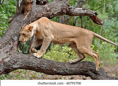Lioness in a tree