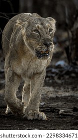 Lioness walking down the path 