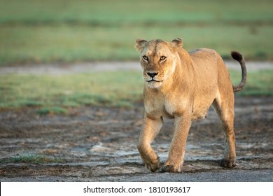 Lioness walking in Ndutu in Tanzania