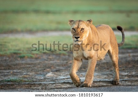 Lioness walking in Ndutu in Tanzania