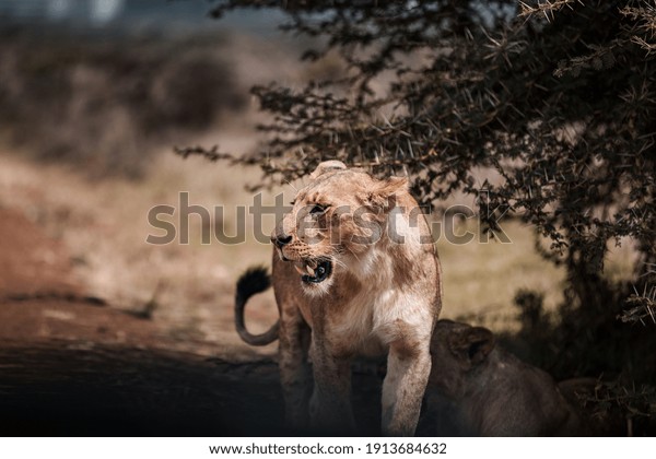 Lioness walking observing at the Nairobi National park Kenya